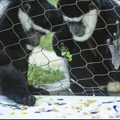 Flexible Woven Stainless Steel Wire Rope Cable Mesh For Zoo Enclosure  net