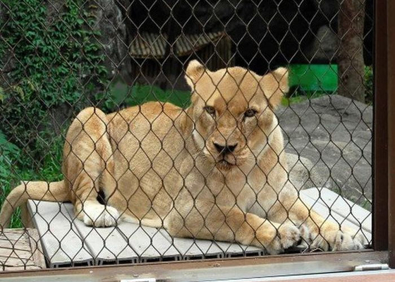 柔らかいステンレス鋼ケーブル網 動物園用
