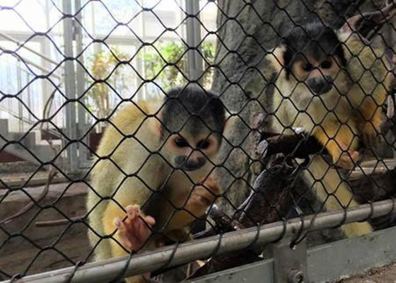 黒い酸化物適用範囲が広いSSの飼鳥園ロープの網の網のダイヤモンドによって編まれるタイプ