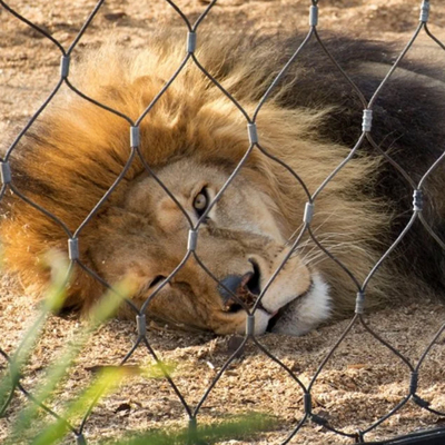 超頑丈 ホorizontal/Vertical 動物園用ワイヤーメッシュ SS304/316/316L 直径 1.2mm-4.0mm