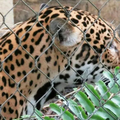304 316 316L ステンレス鋼鉄線ロープ 動物園のフェンス網