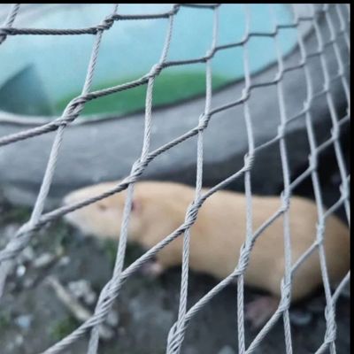 316 Stainless Steel  Rope Aviary Wire Netting High-Strength Load-Bearing