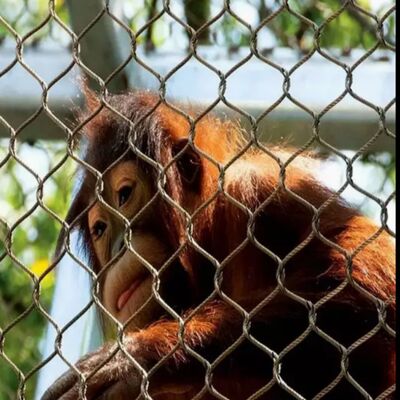 耐腐食性有線ロープ網 防護網 安全プロジェクトに適した