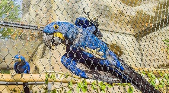高い抗張304 316 Xは1.5mmのステンレス鋼の動物園の網をがちである