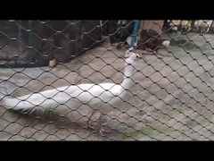 動物園のフェンス