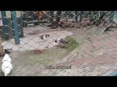 動物園の巣網