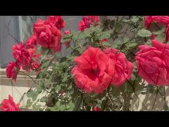 黒メッキステンレススチールケーブルメッシュ